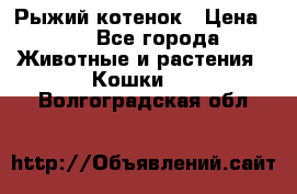 Рыжий котенок › Цена ­ 1 - Все города Животные и растения » Кошки   . Волгоградская обл.